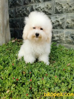 Bichon Frise Yavrularımız 3