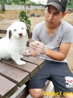 Bichon Havanes Yavruları 5