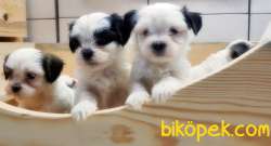 BİCHON HAVANESE YAVRULAR 5