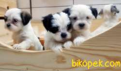 BİCHON HAVANESE YAVRULAR 3