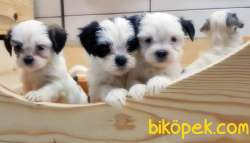 BİCHON HAVANESE YAVRULAR 4