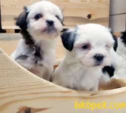 BİCHON HAVANESE YAVRULAR 2