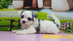 BİCHON HAVANESE YAVRUMUZ TESLİME HAZIR 5