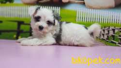 BİCHON HAVANESE YAVRUMUZ TESLİME HAZIR 1