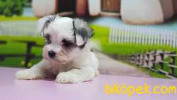 BİCHON HAVANESE YAVRUMUZ TESLİME HAZIR 3