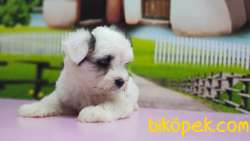 BİCHON HAVANESE YAVRUMUZ TESLİME HAZIR 2
