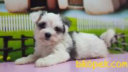 BİCHON HAVANESE YAVRUMUZ TESLİME HAZIR 4
