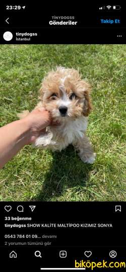 Bicolor Maltipoo Bebeklerimiz Disi Erkek 2