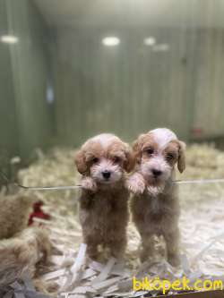 Bicolor Maltipoo Yavrularimiz 1