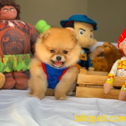 Bir Avuç Mutluluk Kaynağı Ender Renkte Pomeranian Boo 2