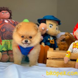 Bir Avuç Mutluluk Kaynağı Ender Renkte Pomeranian Boo 3