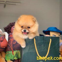Bir Avuç Mutluluk Kaynağı Ender Renkte Pomeranian Boo 1
