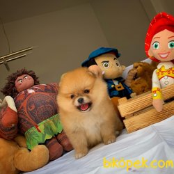 Bir Avuç Mutluluk Kaynağı Ender Renkte Pomeranian Boo 4