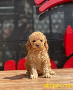 Bir Birinden Güzel Toy Poodle Yavrular 1