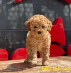 Bir Birinden Güzel Toy Poodle Yavrular 2