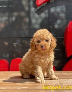 Bir Birinden Güzel Toy Poodle Yavrular 3