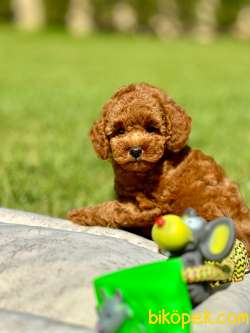 BİR BİRİNDEN SEVİMLİ POODLE BEBEKLERİ 1