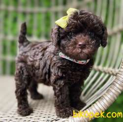 BİR EŞİ DAHA OLMAYAN DİŞİ CİKOLATA POODLE YAVRUMUZ 1