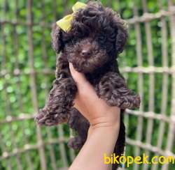 BİR EŞİ DAHA OLMAYAN DİŞİ CİKOLATA POODLE YAVRUMUZ 3