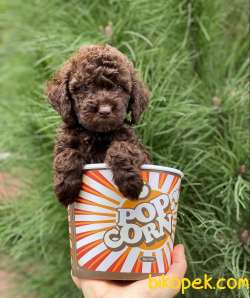 BİR EŞİ DAHA OLMAYAN DİŞİ CİKOLATA POODLE YAVRUMUZ 2