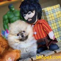 Birbirinden Güzel Ayıcık Surat Safkan Pomeranian Boo Yavruları 4