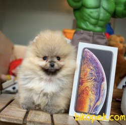 Birbirinden Güzel Ayıcık Surat Safkan Pomeranian Boo Yavruları 1