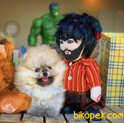 Birbirinden Güzel Ayıcık Surat Safkan Pomeranian Boo Yavruları 3