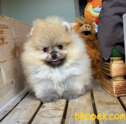 Birbirinden Güzel Ayıcık Surat Safkan Pomeranian Boo Yavruları 2