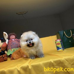 Birbirinden Güzel Irkının En İyileri Pomeranian Boo Yavruları 4