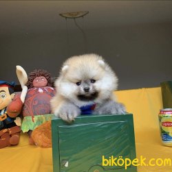 Birbirinden Güzel Irkının En İyileri Pomeranian Boo Yavruları 2