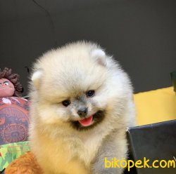 Birbirinden Güzel Irkının En İyileri Pomeranian Boo Yavruları 3