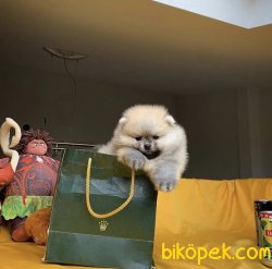 Birbirinden Güzel Irkının En İyileri Pomeranian Boo Yavruları 1