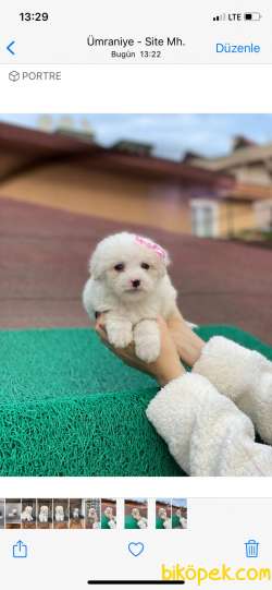 Birbirinden Güzel Maltese Kızlarımız 5