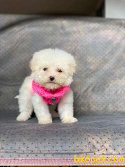 Birbirinden Güzel Maltese Kızlarımız 1