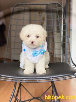 Birbirinden Güzel Maltese Kızlarımız 3