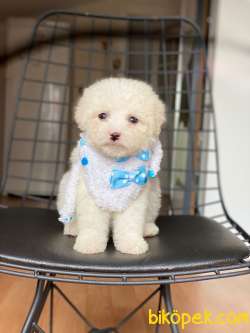 Birbirinden Güzel Maltese Kızlarımız 2