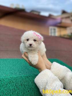 Birbirinden Güzel Maltese Kızlarımız 4