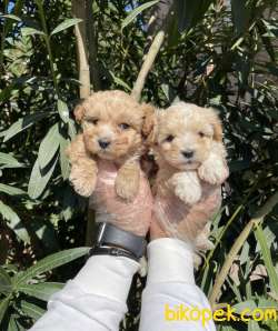 Birbirinden Güzel MALTİPOO Yavrular 1