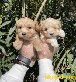 Birbirinden Güzel MALTİPOO Yavrular 3