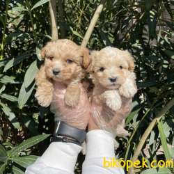 Birbirinden Güzel MALTİPOO Yavrular 2