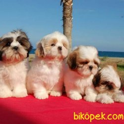 Birbirinden Güzel Shıh Tzu ✅ SATILIK YAVRULARIMIZ 3