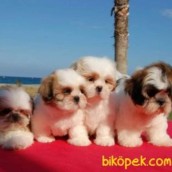 Birbirinden Güzel Shıh Tzu ✅ SATILIK YAVRULARIMIZ 4