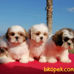 Birbirinden Güzel Shıh Tzu ✅ SATILIK YAVRULARIMIZ 2