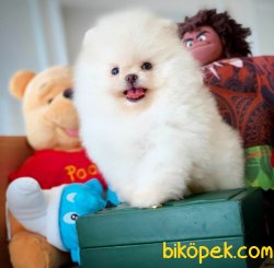 Birbirinden Güzel Show Class TeaCup Boy Pomeranian Boo 1