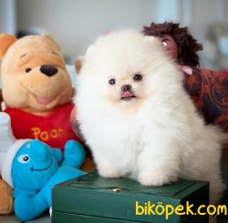 Birbirinden Güzel Show Class TeaCup Boy Pomeranian Boo 2