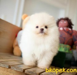 Birbirinden Güzel Show Class TeaCup Boy Pomeranian Boo 3