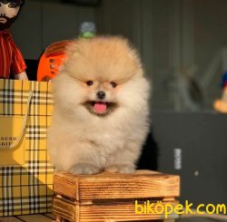 Birbirinden Güzel Yarışma Düzeyi Pomeranian Boo Yavruları 2