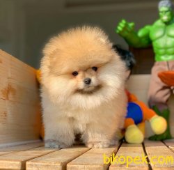Birbirinden Güzel Yarışma Düzeyi Pomeranian Boo Yavruları 1