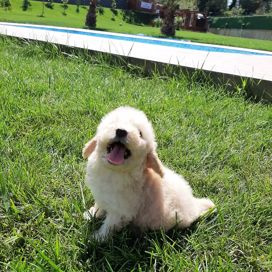 Birbirinden Sevimli Yavrularımız 4