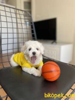 Birbirinden Tatlı Maltese Terrier Bebekler 4